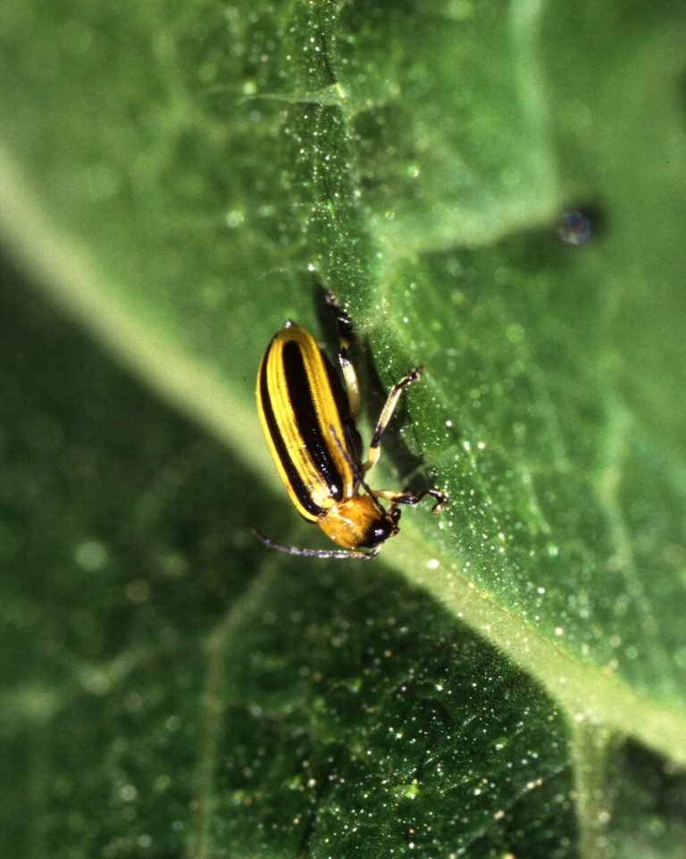 How to Get Rid of Striped Cucumber Beetles Naturally (Fast Remedies) BugWiz