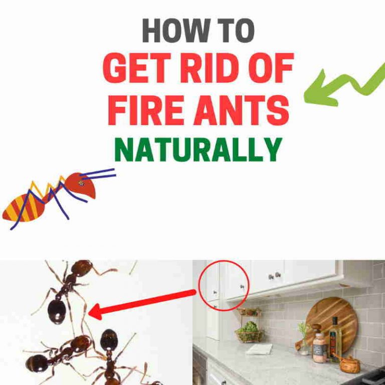 How to Get Rid of Fire Ants Without Chemicals (Naturally) | BugWiz - How To Get Rid Of Ants In Yard Permanently