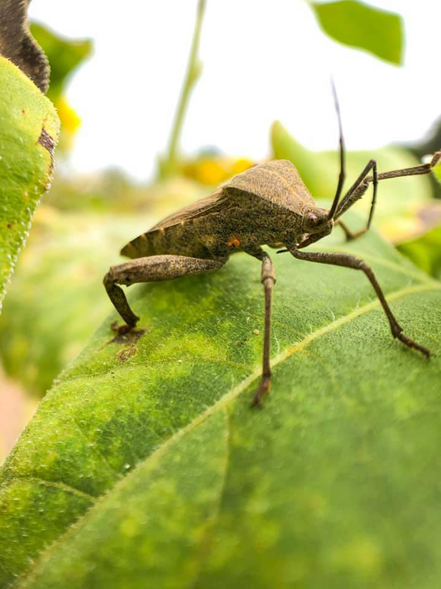 How to Get Rid of Leaf Footed Bugs Naturally (DIY Remedies) BugWiz