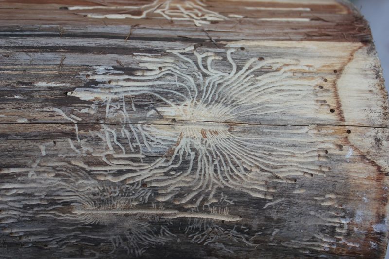 How to Get Rid of Furniture Beetles (Woodworms) BugWiz