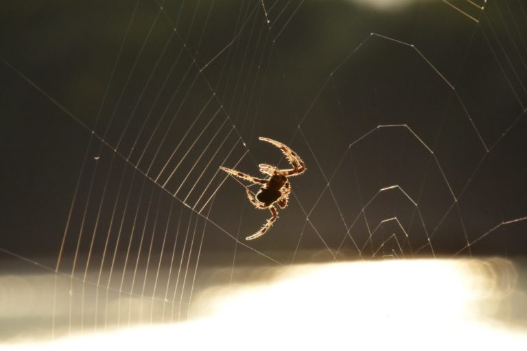 How to Get Rid of Dock Spiders Naturally (Save Your Boat!) BugWiz