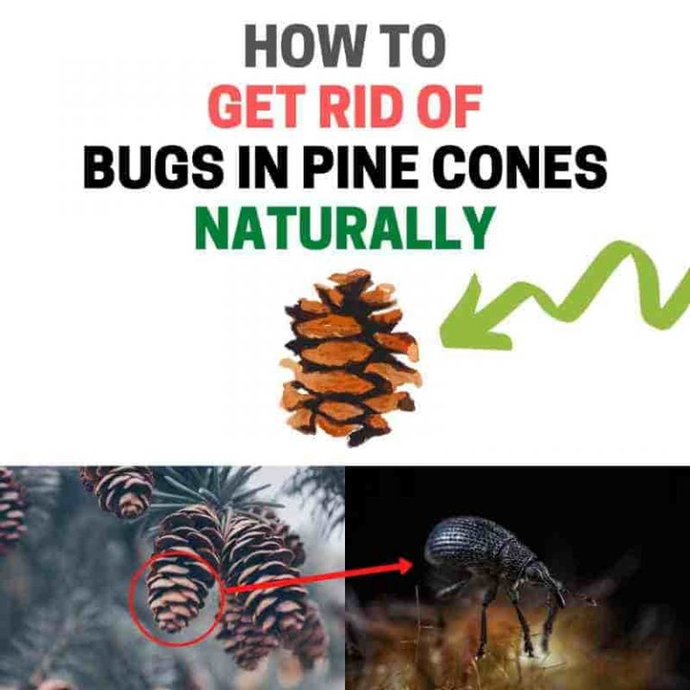 What Kind of Bugs are in Pine Cones? (How to Get Rid of Them) BugWiz