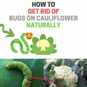 How to Get Rid of Bugs on Cauliflower Plants (Naturally) | BugWiz