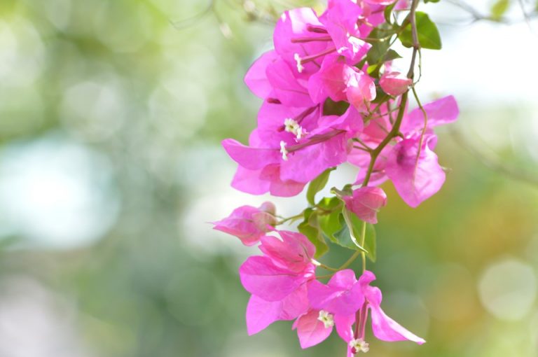 How to Get Rid of Bugs on Bougainvillea Naturally Guide) BugWiz