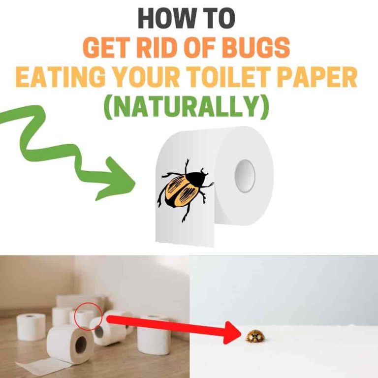 What Bugs Are Eating My Toilet Paper? (How to Get Rid of Paper Eating