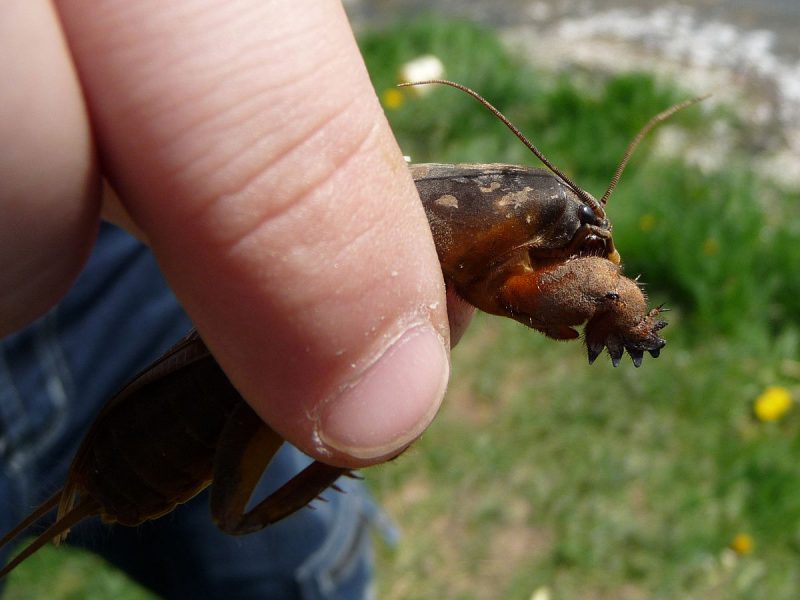 How to Get Rid of Mole Crickets Naturally (DIY Guide) BugWiz