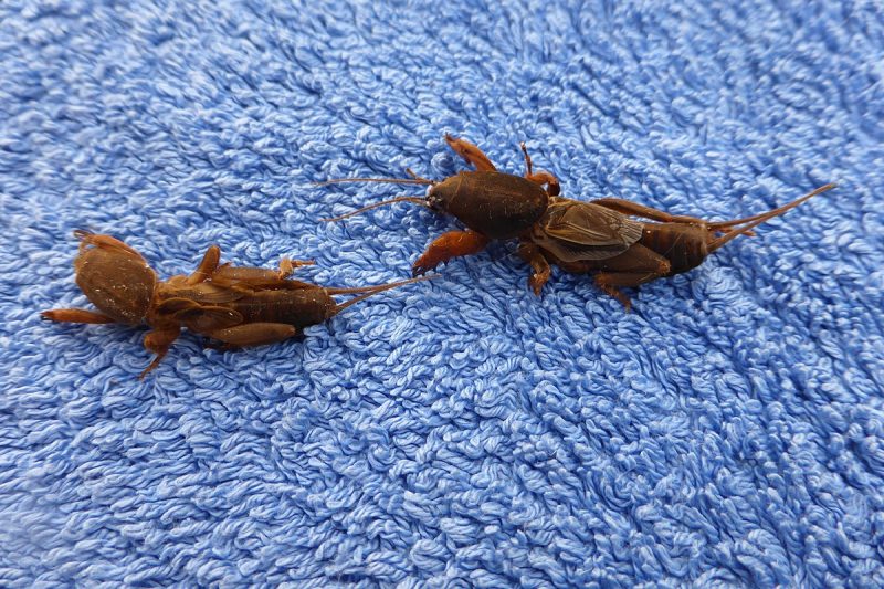 How to Get Rid of Mole Crickets Naturally (DIY Guide) BugWiz