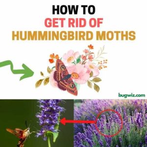 How to Get Rid of Hummingbird Moths Naturally (Ultimate Guide) | BugWiz