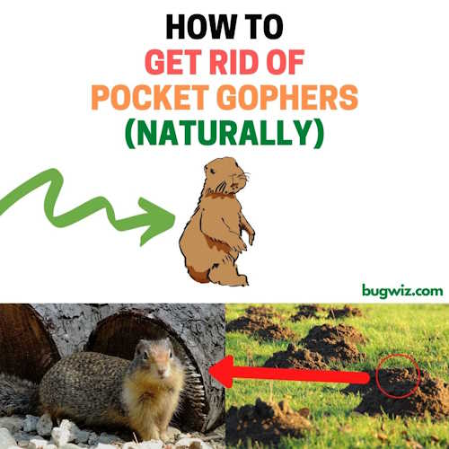 How to get rid of pocket gophers.