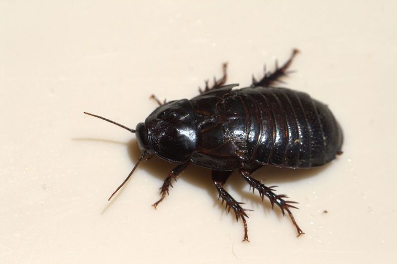 Get rid of wood roaches inside the house.