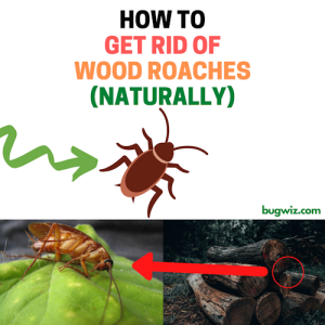 How to Get Rid of Wood Roaches (Beginner's Guide) | BugWiz