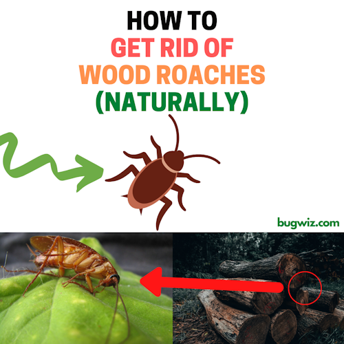 Get rid of wood roaches naturally guide DIY